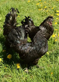 A few black Ayam Cemani Chicken Roosters on the grass yard during the daylight sunshine.