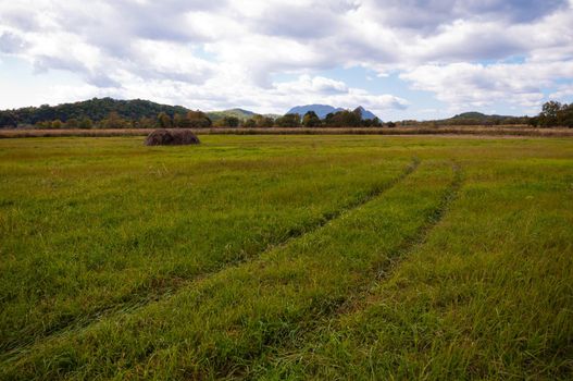 Tire marks in the grass, detail of footprints in the field. car footprint on green grass.