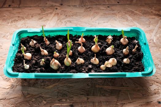 Young green onions in the ground. Growing onions on the windowsill in the house. Greens at home. Close-up view. For a gardening site.