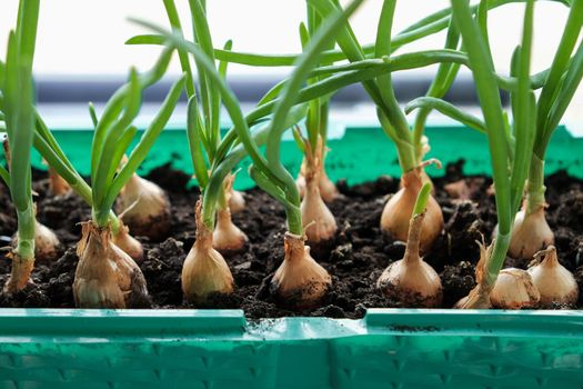 Young green onions in the ground. Growing onions on the windowsill in the house. Greens at home. Close-up view. For a gardening site.