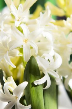 White hyacinth in full spring bloom. No people