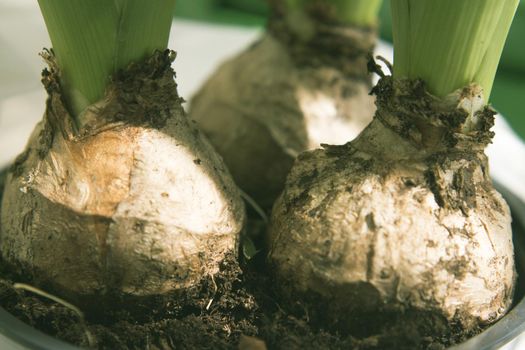 White hyacinth bulbs not yet flowering. No people