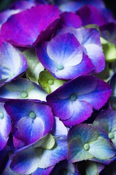 Hydrangea plant in full bloom. Pink and lilac color