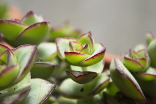 Succulent plant with rose shaped ramifications. Green an red color