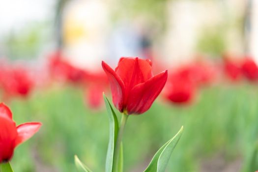 Red tulip flowers background outdoor Spring season flowers