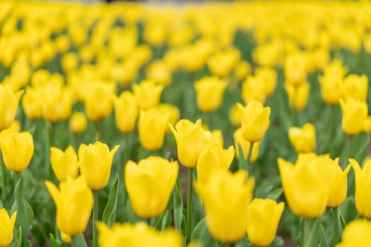 Yellow flowers background outdoor Spring season flowers Selective focus