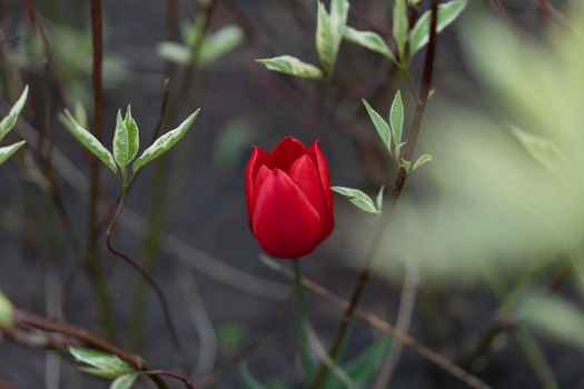 Red tulip flowers background outdoor Spring season flowers