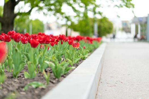 Red tulip flowers background outdoor Spring season flowers