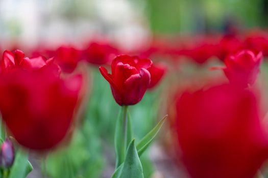 Red tulip flowers background outdoor Spring season flowers