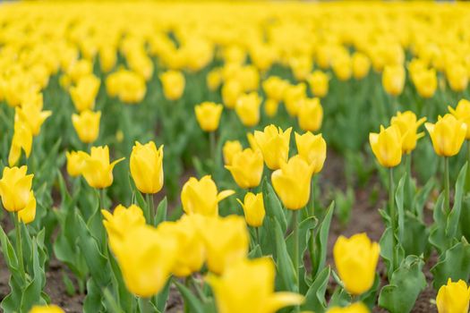 Yellow flowers background outdoor Spring season flowers Selective focus