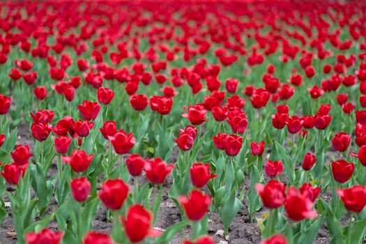 Red tulip flowers background outdoor Spring season flowers