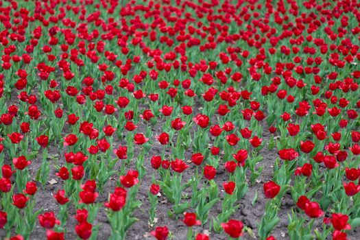 Red tulip flowers background outdoor Spring season flowers