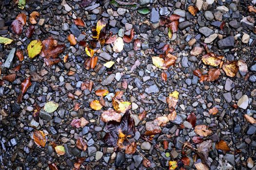colourful wet pebble stone in stream water with autumn falling leaf background Close up Fall season