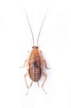 Image of brown forest cockroach on white background. From top view. Insect. Animal