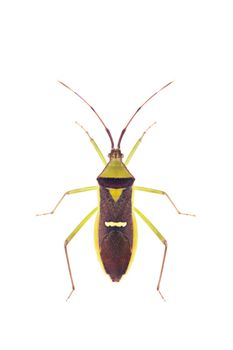 Image of green legume pod bug(Hemiptera) on white background. From top view. Insect. Animal
