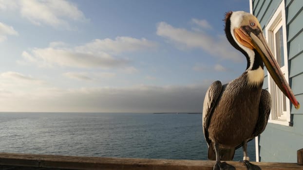 Wild brown pelican on wooden pier railing, Oceanside boardwalk, California ocean beach, USA wildlife. Gray pelecanus by sea water. Close up of coastal big bird in freedom and seascape. Large bill beak