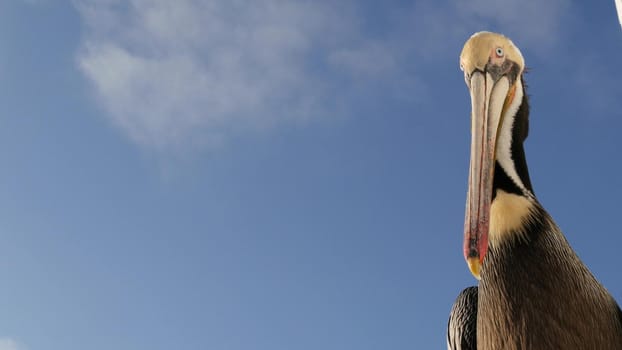 Wild brown pelican on wooden pier railing, Oceanside boardwalk, California ocean beach, USA wildlife. Gray pelecanus by sea water. Big bird in freedom close up and blue sky. Large bill beak. Low angle