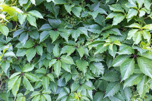 young grape leaves close up as background. High quality photo