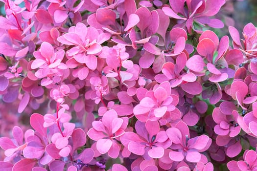 Thunberg's barberry leaves close up as background. High quality photo