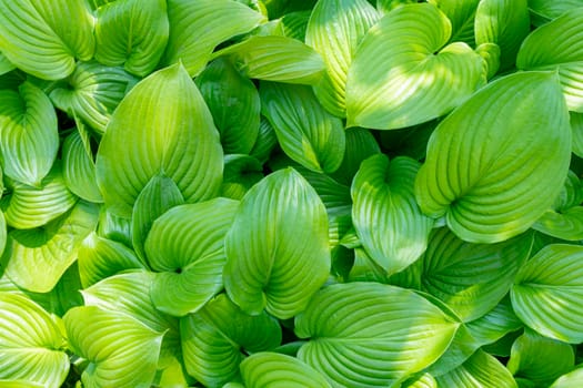 green leaves hosts close up as background. High quality photo