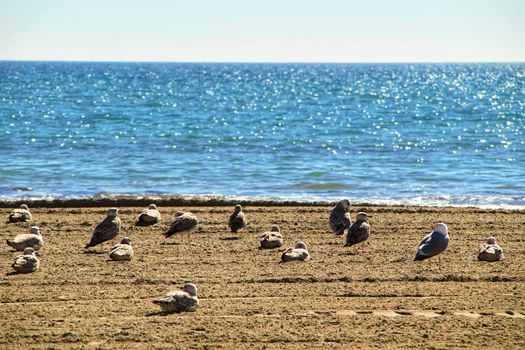 Seagulls on the sand on the beach in a cloudy day of winter