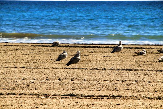 Seagulls on the sand on the beach in a cloudy day of winter