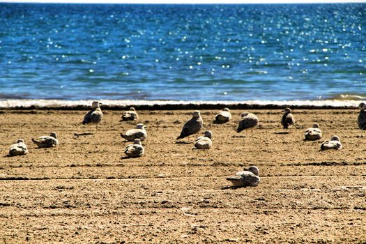 Seagulls on the sand on the beach in a cloudy day of winter