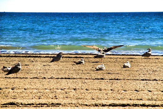 Seagulls on the sand on the beach in a cloudy day of winter