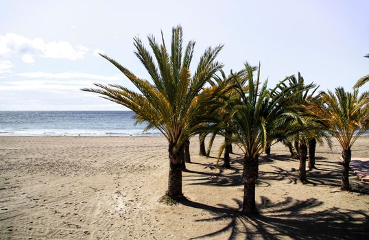 Oasis of palm trees on the beach in Santa Pola village, southern Spain in a cloudy day of Spring