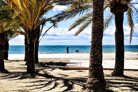 Oasis of palm trees on the beach in Santa Pola village, southern Spain in a cloudy day of Spring