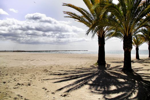 Oasis of palm trees on the beach in Santa Pola village, southern Spain in a cloudy day of Spring