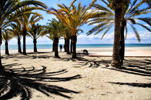 Oasis of palm trees on the beach in Santa Pola village, southern Spain in a cloudy day of Spring