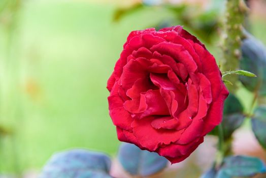 Close-up red rose blooming on the branch in the flower garden for background