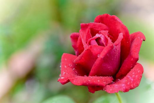 Close-up red rose blooming on the branch in the flower garden for background