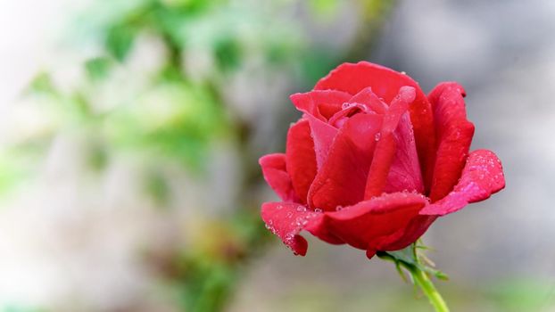 Close-up red rose blooming on the branch in the flower garden for background, 16:9 wide screen