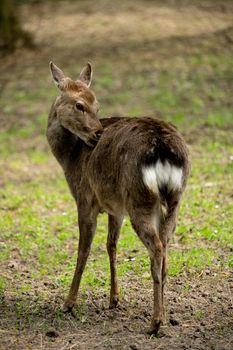 Sika deer Cervus nippon also known as the spotted deer female portrait. Wildlife and animal photo. Japanese deer