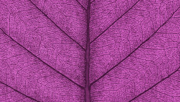 Leaf natural background zoomed texture 3d rendering abstract design