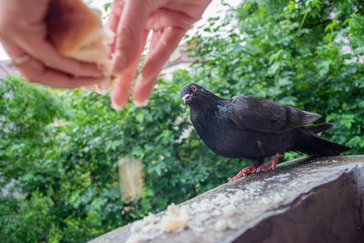Female hands are feeding black pigeon on a balcony with lush green foliage in the background.