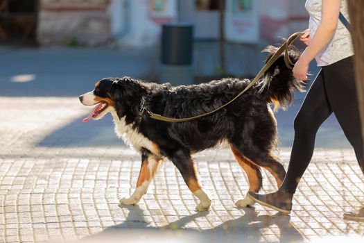 A girl walks around the city with a big dog. Walk the dog on a leash.