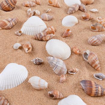 Mix of sea shells on a sand background.
