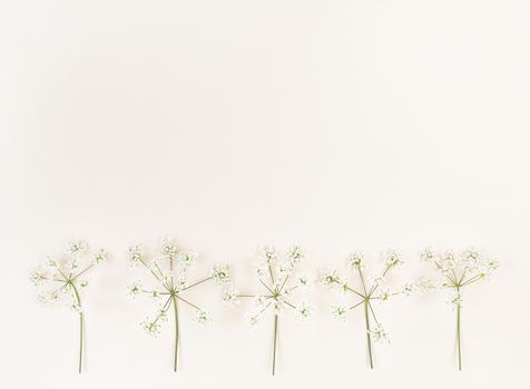 White wildflowers on a beige background with copy space.