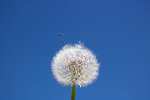 White fluffy dandelion with seeds, against a clear blue sky.