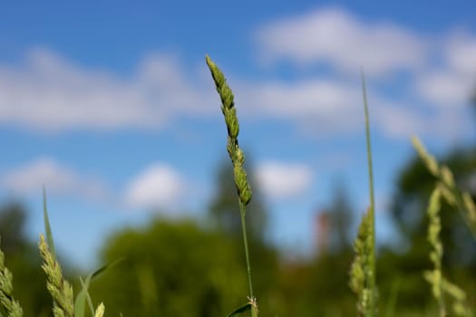 A green spike in a field of grass and a blue sky with white clouds in a blur.