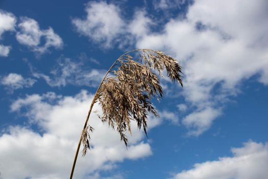 A dry reed branch against a background of blue sky and white clouds.Pampas grass with light blue sky and clouds.
