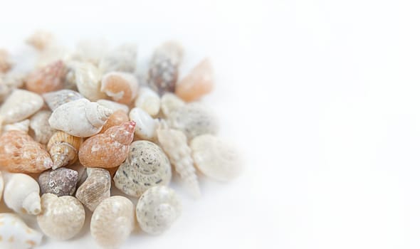 Mix of seashells on a white background with copy space.