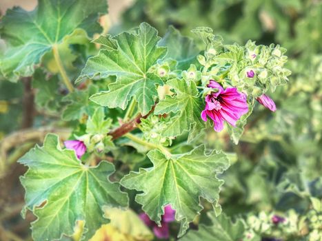 Beautiful purple red Hibiscus sprouting in the wild of waste pile