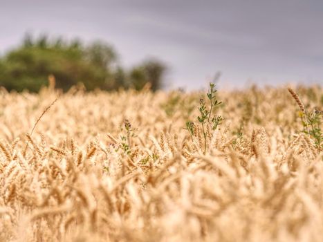 Selective focus on wheat, wheat field, golden grain of wheat lit by sunlight - beautiful crop field