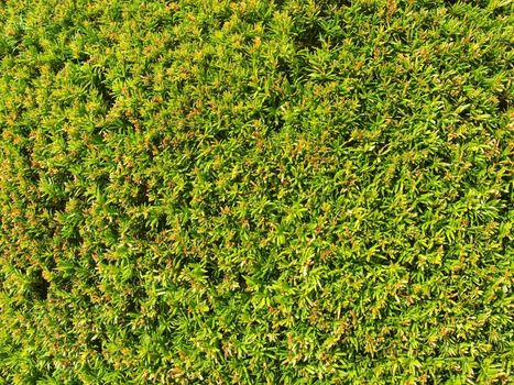 Green hedge of thuja trees. Green hedge of the tui tree, Evergreen boxwood on a blurred green background. Nature and botany