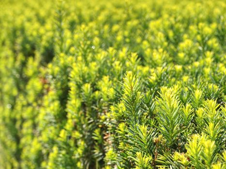 Boxwood on a blurred green background. Nature and botany, natural evergreen plants for garden decoration.