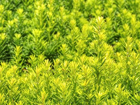 Hedge of evergreen plant with ownership separation function. Popular lush hedge of evergreen plant with separation function